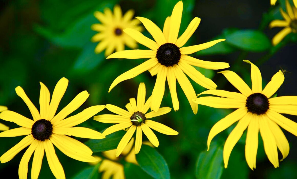 black eyed susans