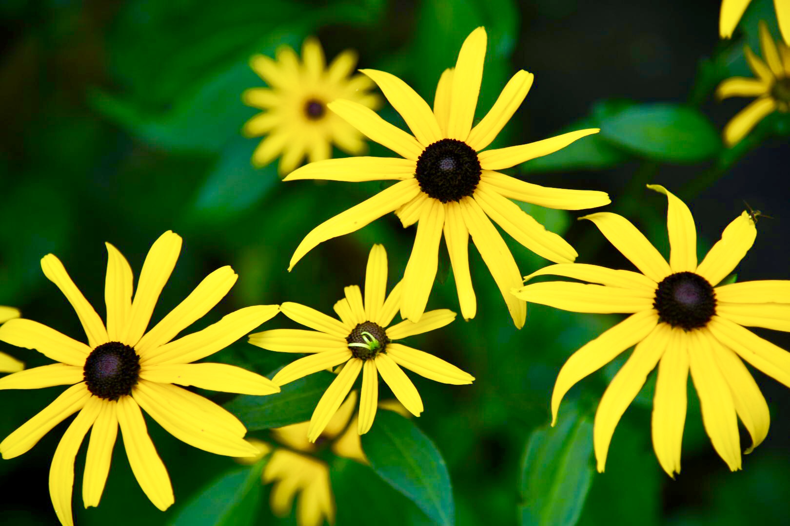 black eyed susans